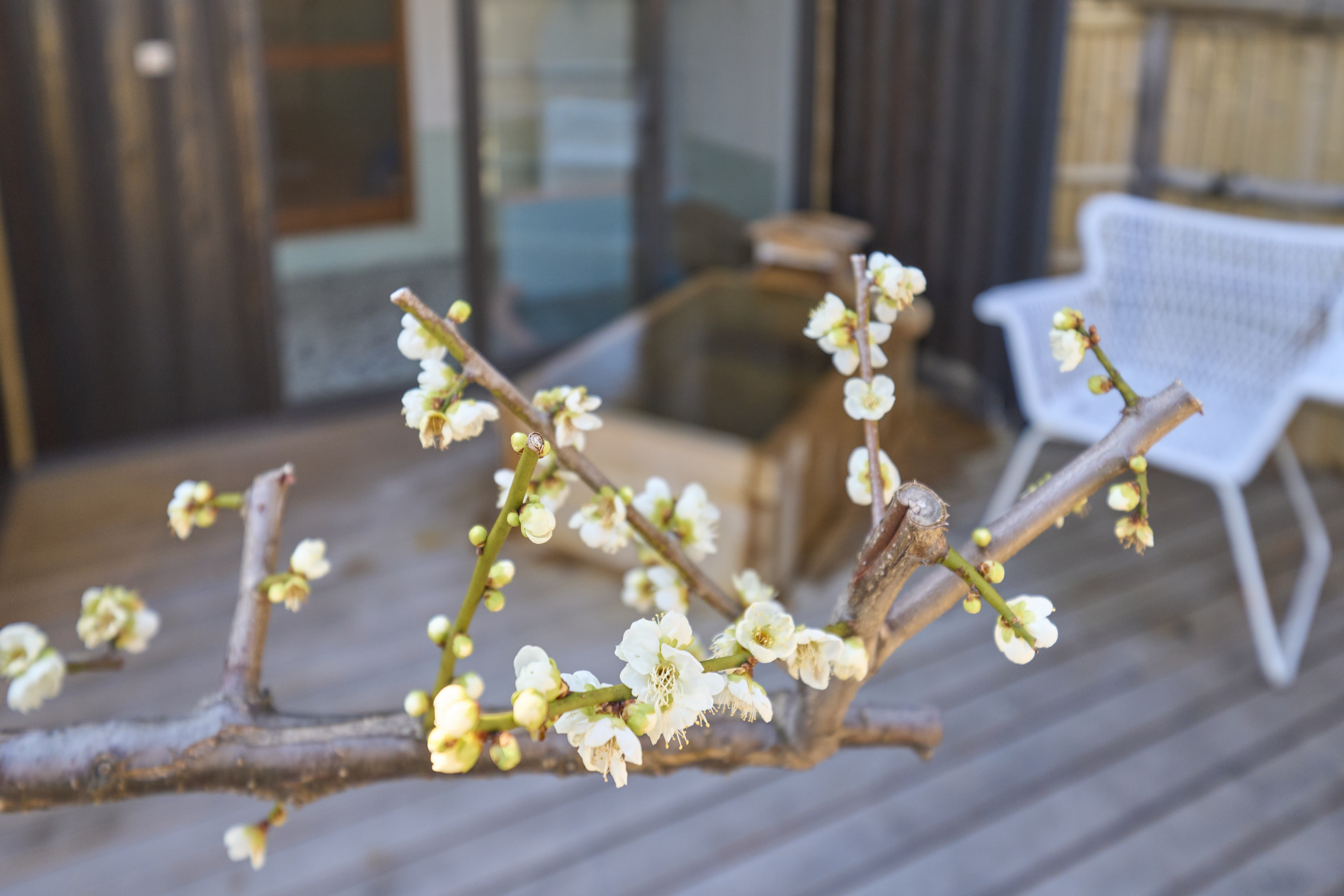新春を彩る梅と河津桜 -一足早く春を感じる旅へ-
