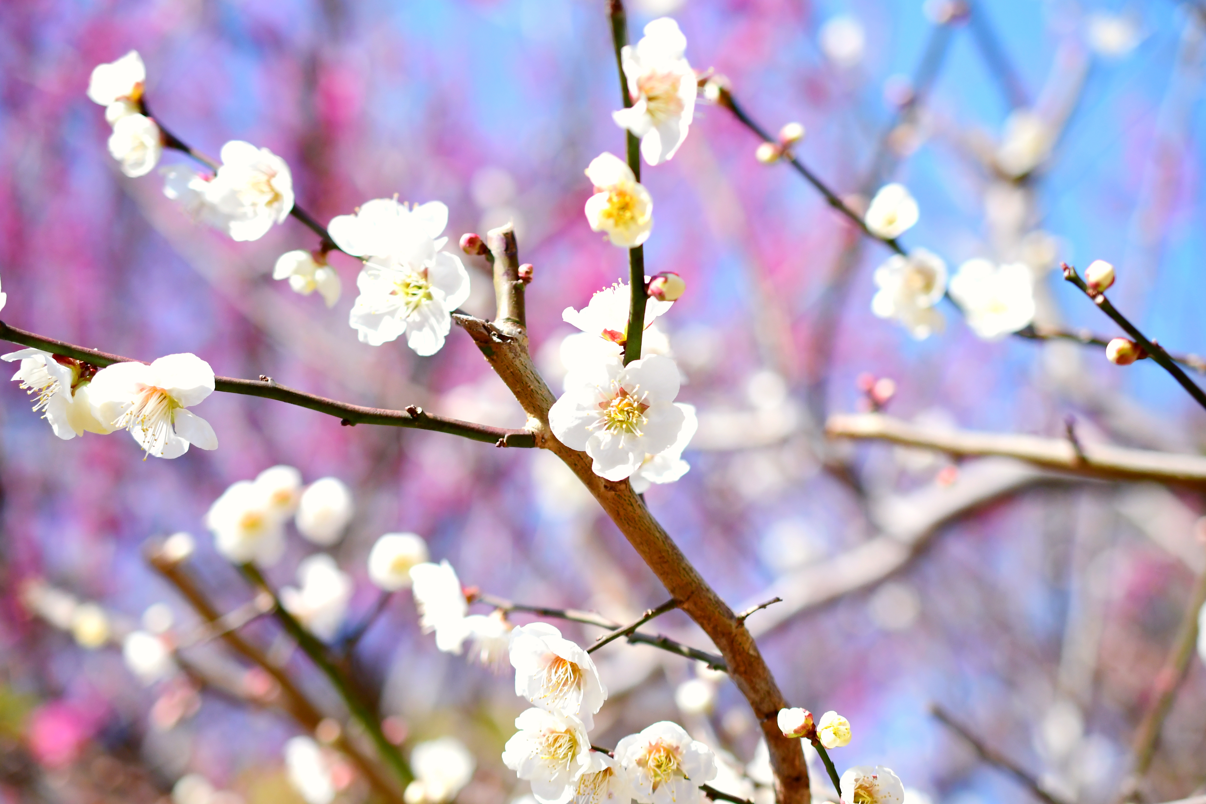 早咲き桜が見頃!春の景色を楽しむ熱海のおすすめスポット3選