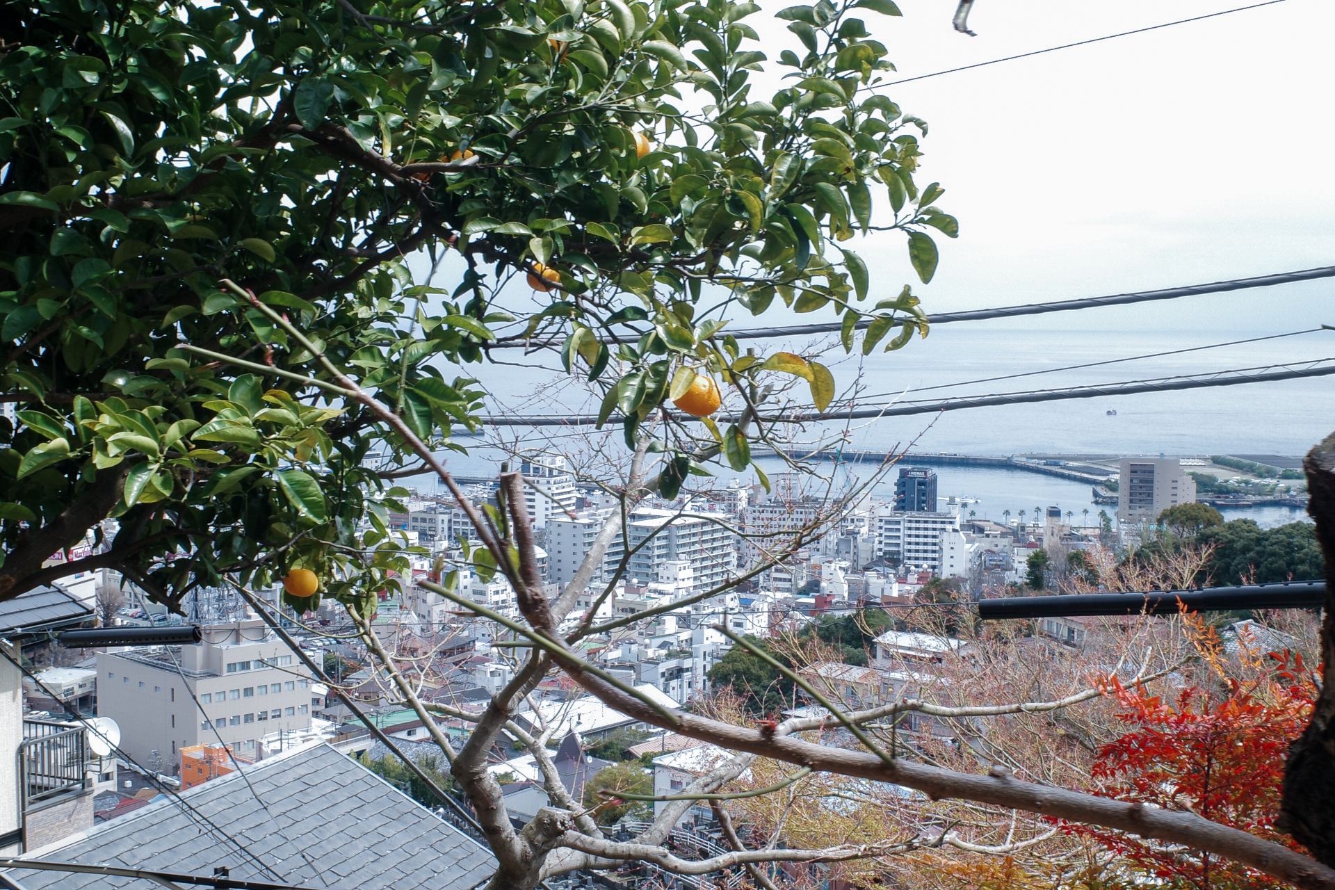 梅と鶯と温泉と。圧倒的開放感。